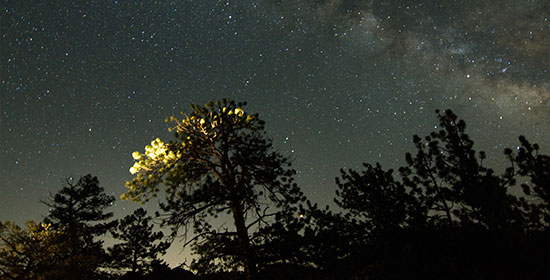 Cielo estrellado de un bosque